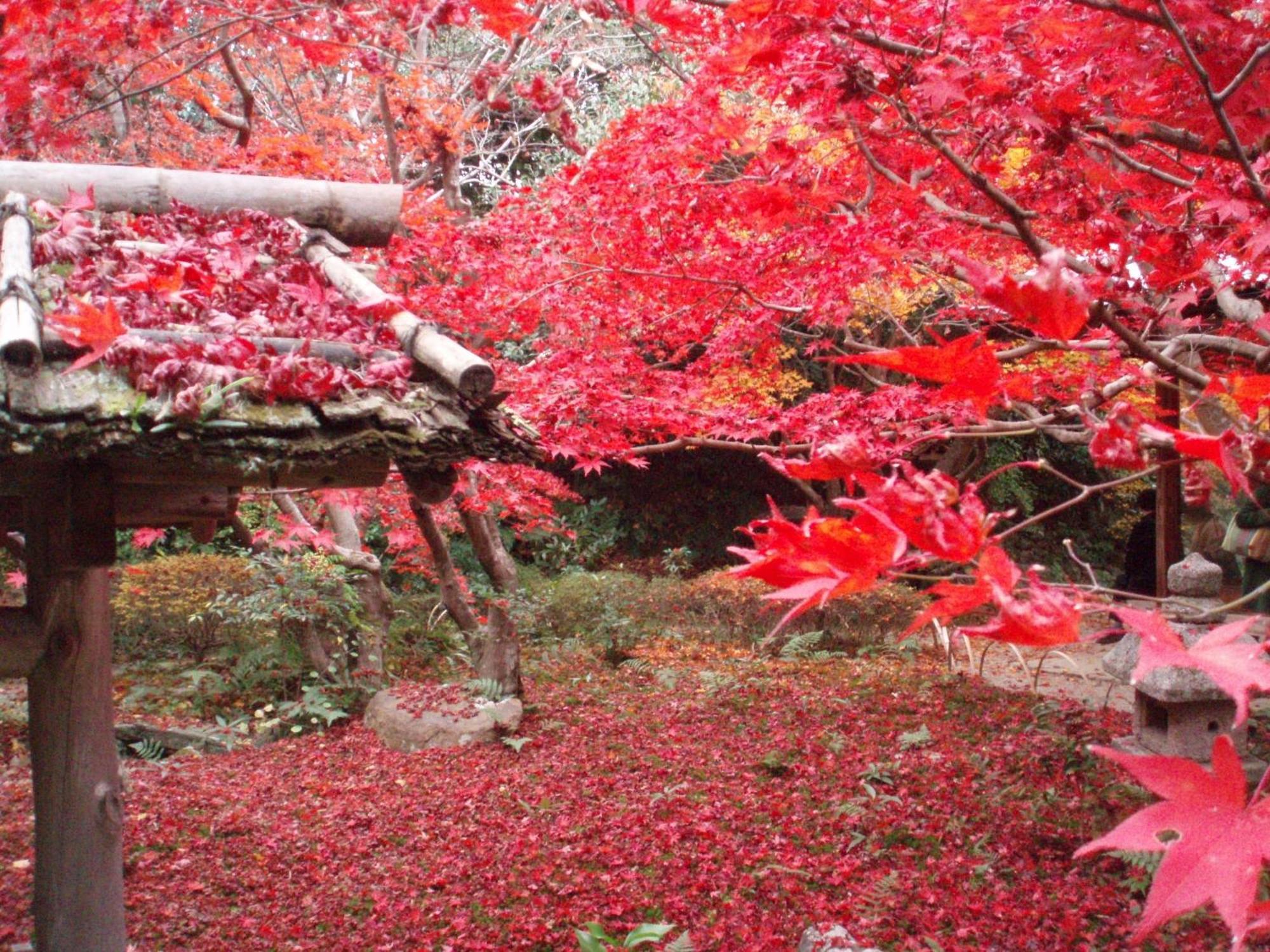 Kamuroan Kyoto Eksteriør billede